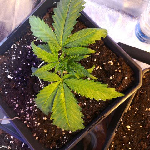 White Widow growlog timeline photo
