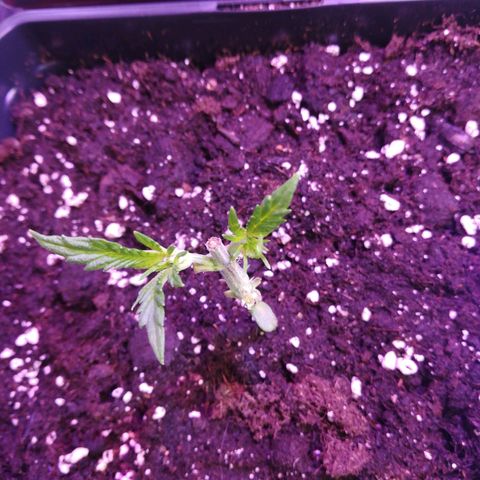 Brain Cake #1 growlog timeline photo