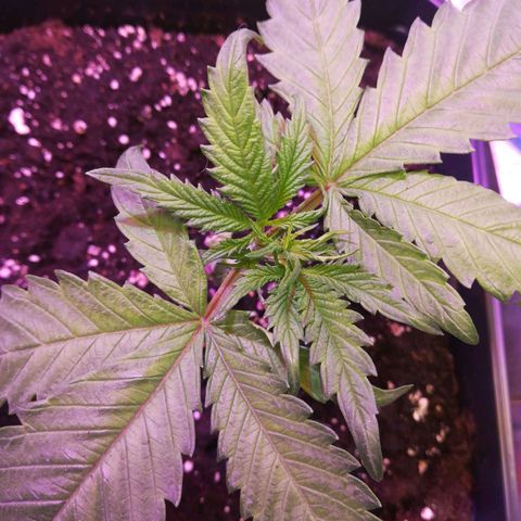 White Widow growlog timeline photo