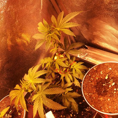 Brain Cake #1 growlog timeline photo