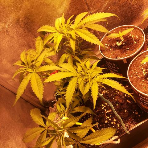 White Widow growlog timeline photo