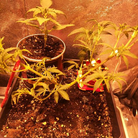Brain Cake #1 growlog timeline photo