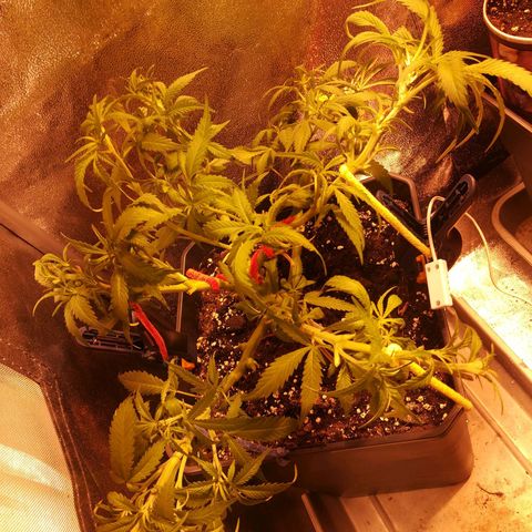 White Widow growlog timeline photo