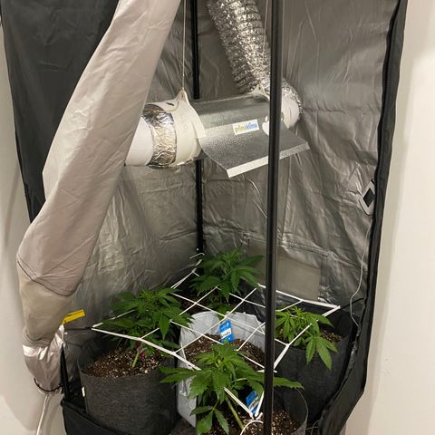 Corona growlog timeline photo