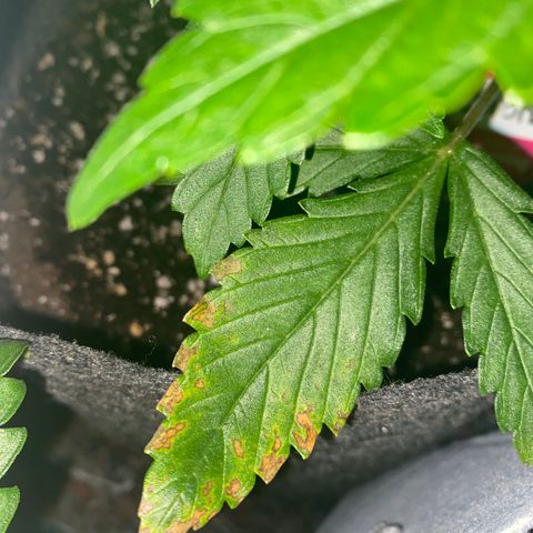 Corona growlog timeline photo
