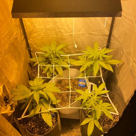 Corona growlog timeline photo