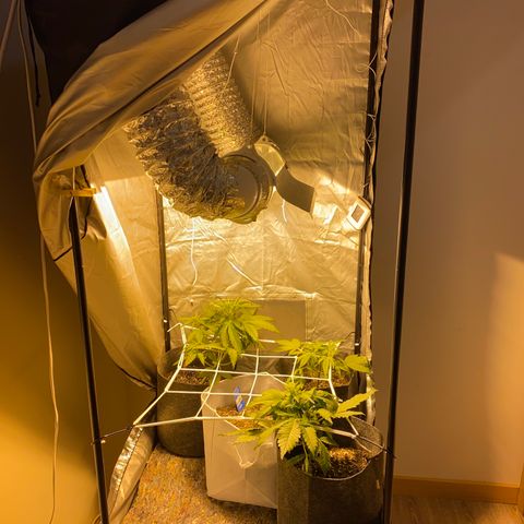 Corona growlog timeline photo