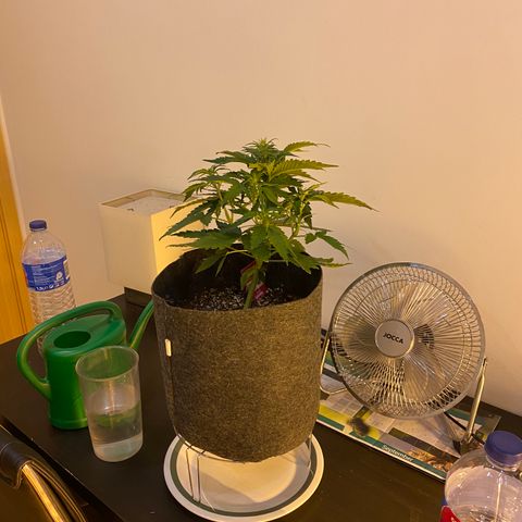 Corona growlog timeline photo