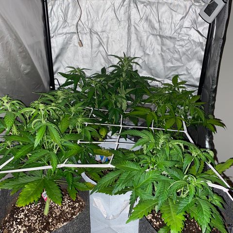 Corona growlog timeline photo