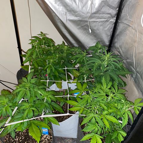 Corona growlog timeline photo