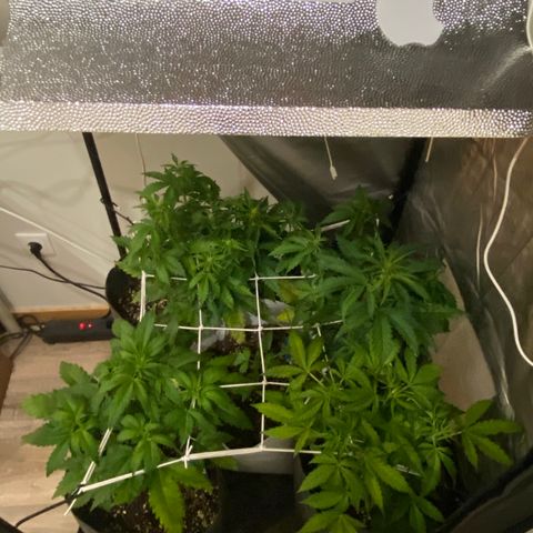 Corona growlog timeline photo
