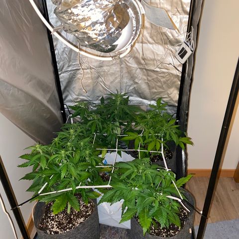 Corona growlog timeline photo