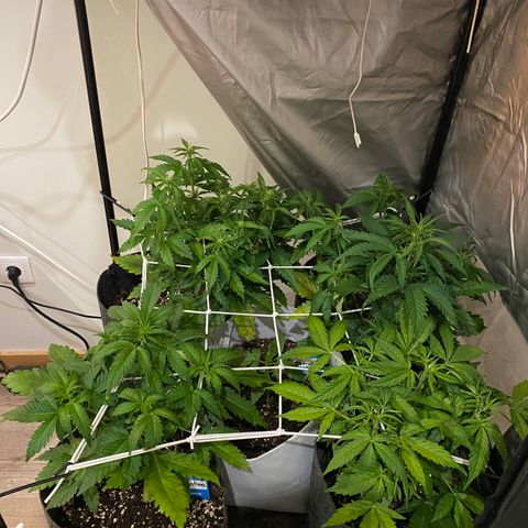 Corona growlog timeline photo