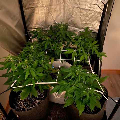 Corona growlog timeline photo