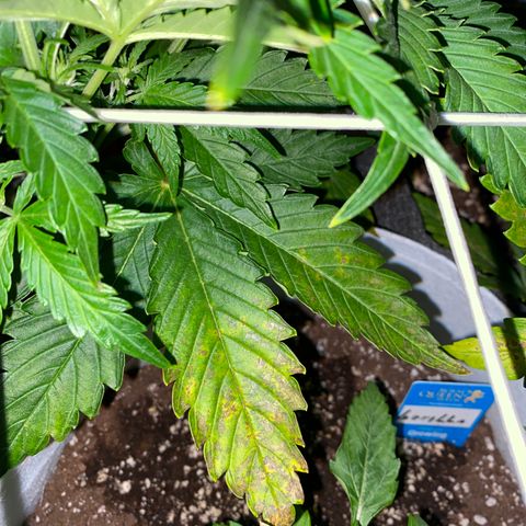 Corona growlog timeline photo
