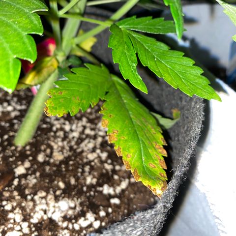 Corona growlog timeline photo