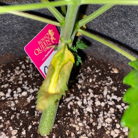Corona growlog timeline photo