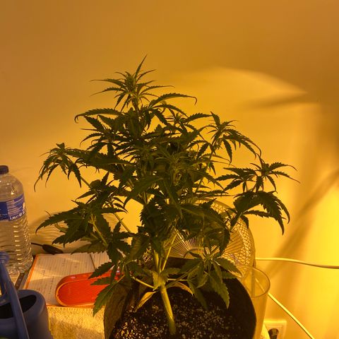 Corona growlog timeline photo