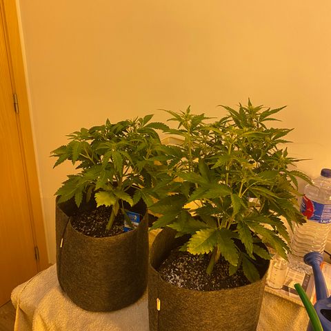 Corona growlog timeline photo