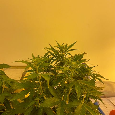 Corona growlog timeline photo