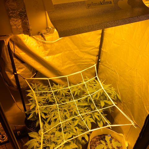 Corona growlog timeline photo