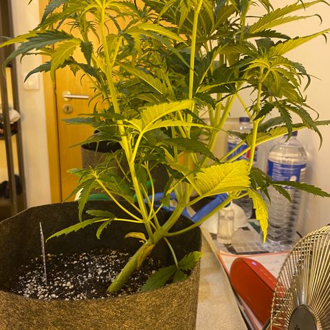 Corona growlog timeline photo