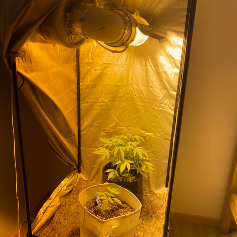 Corona growlog timeline photo