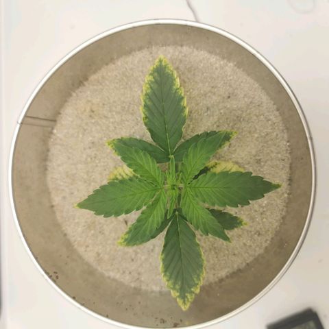 White Widow Auto (1) growlog timeline photo