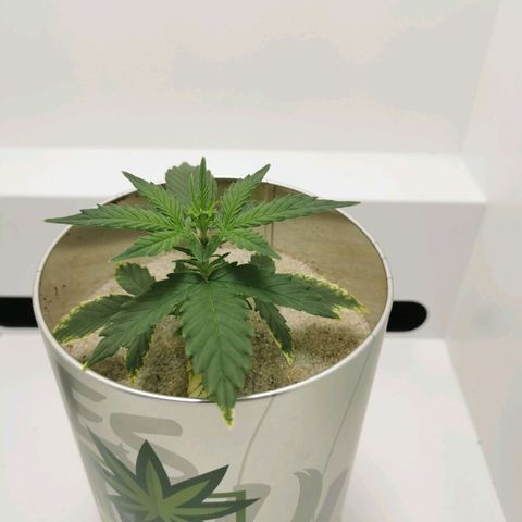 White Widow Auto (1) growlog photo: Big rise