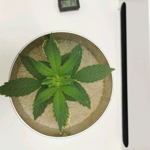 White Widow Auto (1) growlog timeline photo