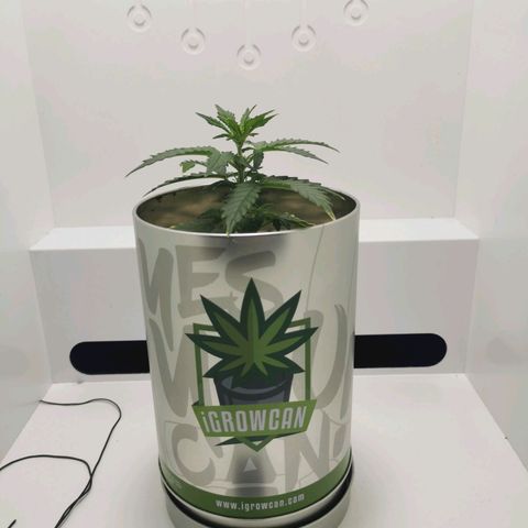 White Widow Auto (1) growlog timeline photo