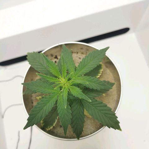 White Widow Auto (1) growlog timeline photo
