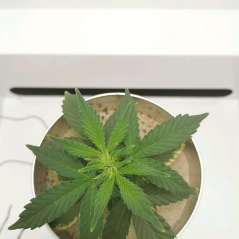 White Widow Auto (1) growlog timeline photo