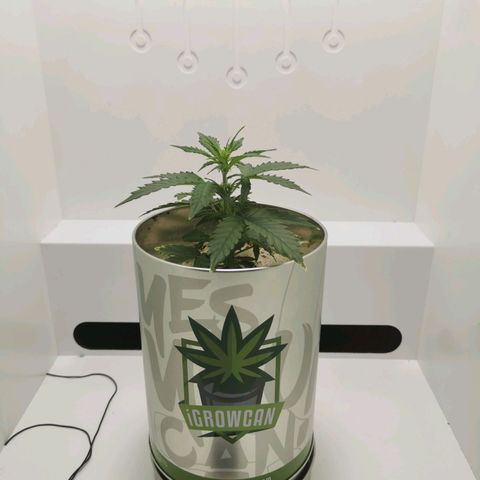 White Widow Auto (1) growlog timeline photo