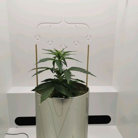 White Widow Auto (1) growlog timeline photo