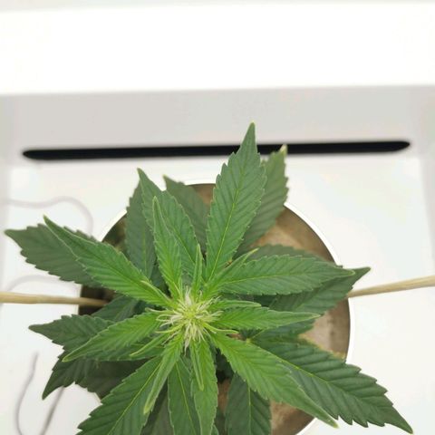 White Widow Auto (1) growlog timeline photo