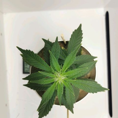 White Widow Auto (1) growlog timeline photo