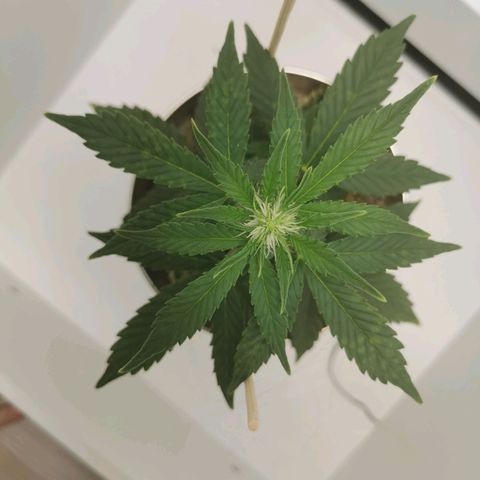 White Widow Auto (1) growlog timeline photo