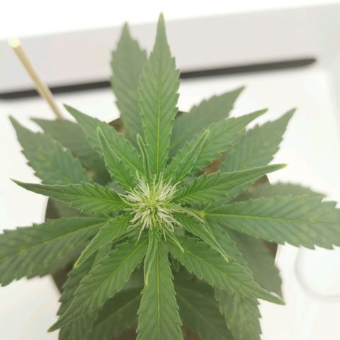 White Widow Auto (1) growlog timeline photo