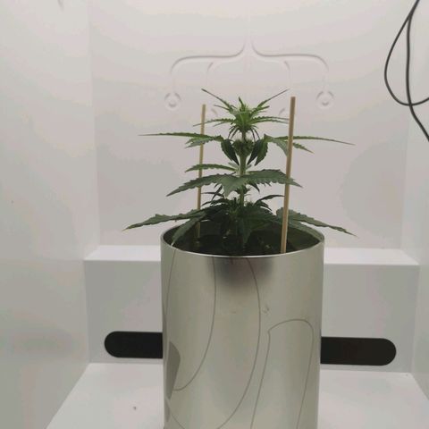 White Widow Auto (1) growlog timeline photo