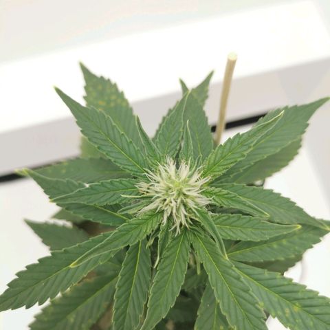 White Widow Auto (1) growlog timeline photo