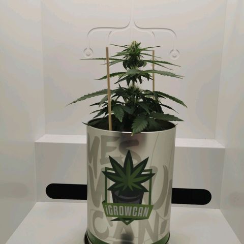 White Widow Auto (1) growlog timeline photo