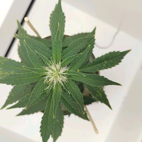 White Widow Auto (1) growlog timeline photo