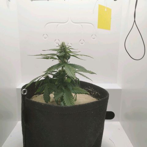 White Widow Auto (1) growlog timeline photo