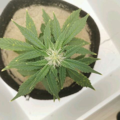 White Widow Auto (1) growlog timeline photo
