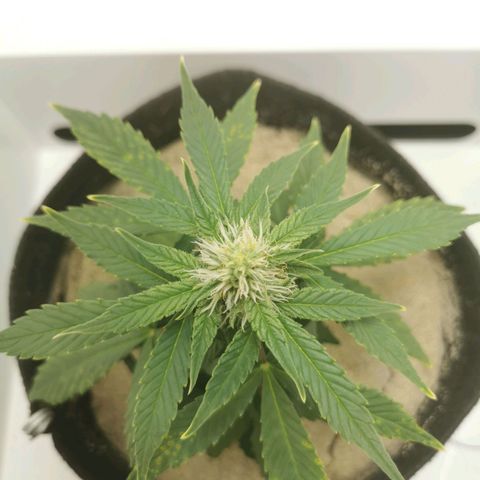 White Widow Auto (1) growlog timeline photo