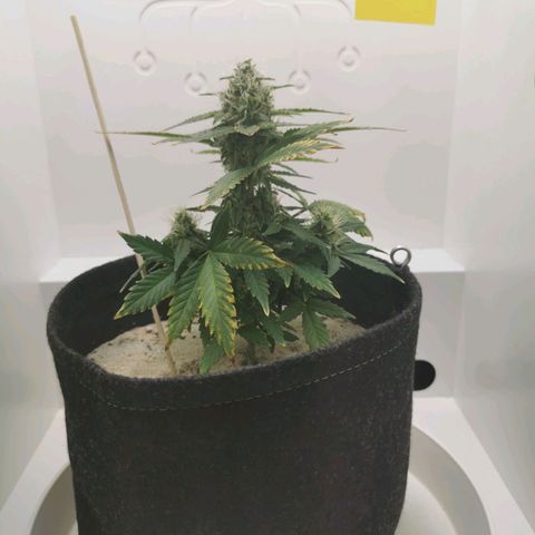 White Widow Auto (1) growlog timeline photo