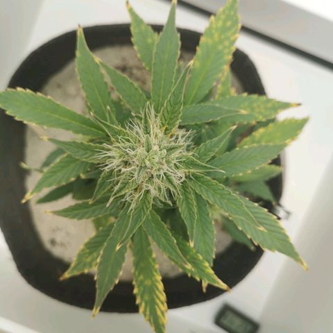 White Widow Auto (1) growlog timeline photo