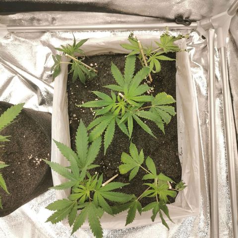 White Widow Auto (1) growlog photo: nach gscheiten gießen wieder relativ erholt, morgen nochmal schaun