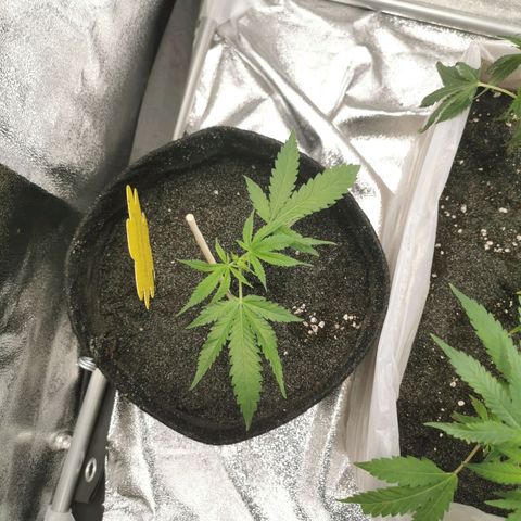 White Widow Auto (1) growlog photo: nach gscheiten gießen wieder relativ erholt, morgen nochmal schaun